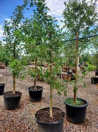 Image result for Fraxinus velutina