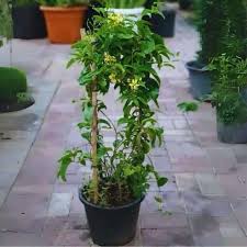 Image result for Tristellateia