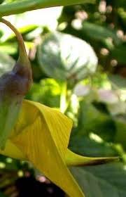 Image result for Crotalaria agatiflora