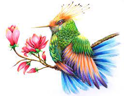 Check spelling or type a new query. Easy Animal Drawing With Color Novocom Top