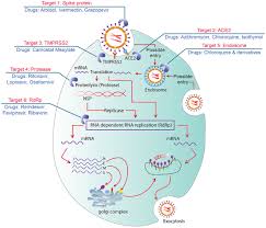 We would like to show you a description here but the site won't allow us. Frontiers A Revisit To The Research Updates Of Drugs Vaccines And Bioinformatics Approaches In Combating Covid 19 Pandemic Molecular Biosciences