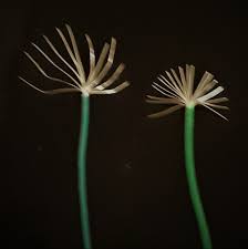 Image result for site:byggahus.se Macro