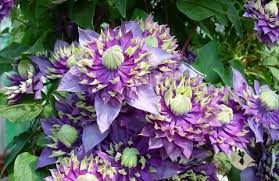Get 5% off your eligible purchase or order charged to your lowe's advantage card. Large Flowered Clematis Brushwood Nursery Clematis Specialists