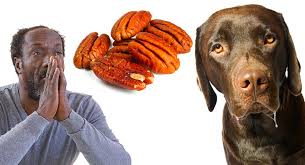 While a dog's diet mostly consists of different kinds of dog foods, oftentimes something from your table finds cat food: Can Dogs Eat Pecans A Guide To The Dangers Of Pecan Nuts For Dogs