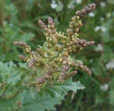 Image result for Centemopsis