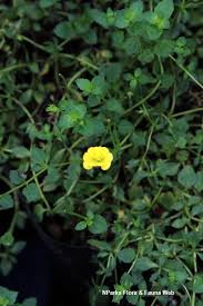 Image result for Crotalaria cylindrocarpa
