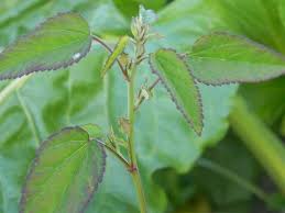 Image result for Sida urens