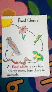 First Grade Food Chain Anchor Chart Done Science Food Chains Food Chains Anchor Chart Food Chain Activities