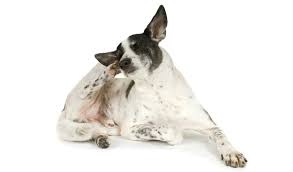 Inflammation can be the cause of. 6 Recommended Dog Dry Skin Home Remedy Options All Natural