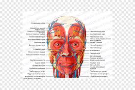 Head And Neck Anatomy Nerve Human Body Nervous System Head Muscles Face Text Png Pngegg