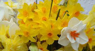 We did not find results for: Spring Flower Favourites