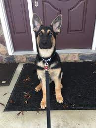 Im 4 Months Old Today Storyful Dog Best Pinterest Dog Profile All German Sheph German Shepherd Photography White Pitbull Puppies German Shepherd Husky Mix
