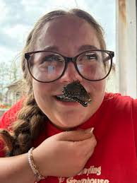 Which plants attract the most butterflies?