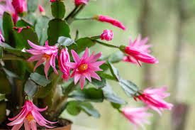 Water it when the soil feels dry to the touch and give it a balanced fertilizer twice a month. Easter Cactus Care And Growing Guide