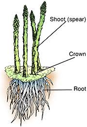 We did not find results for: Growing Asparagus In Missouri Mu Extension