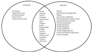 Below you can find a list will all of them (animal cell organelles and their functions) with and image/diagram to help you visualize where they are and how they look within the cell. Unit 2 Concept 1 Cell Theory And Organelles Flashcards Quizlet