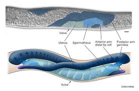 Image result for Vepris bachmannii