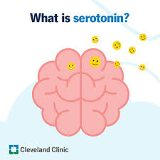 Image result for Serotonin