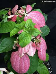 Image result for Mussaenda