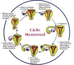 Preocupacion Frecuente Atraso En La Menstruacion Blogmujeres Com