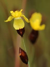 Image result for Xyris capensis