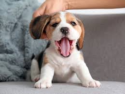 You will want to talk to the breeder about the other parent breed in the cross as well as the health and genetic history of both parents. 17 Beagle Mix Dogs We Absolutely Love All Things Dogs All Things Dogs