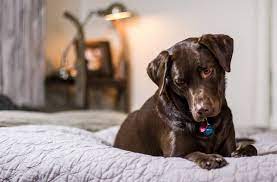 Beides mal ist es 1 stunde nach gassi passiert. Mein Hund Pinkelt Ins Bett Die 5 Haufigsten Ursachen Tipps