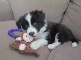 Hottest Pic Border Collies Personality Ideas Puppy Adoption Border Collie Puppies Collie Puppies