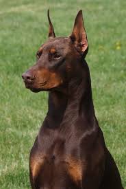 Red Doberman Gorgeous Looks Like Our First Dog Doberman Dogs Dogs Doberman