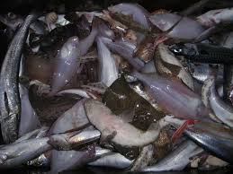 نتیجه جستجوی لغت [discards] در گوگل