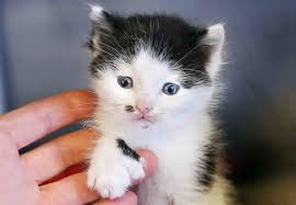 This is very different from a regular rancho cucamonga pest these trees make up one of the most spectacular national forests in the united states and provide shelter to thousands of different animal species. Rancho Cucamonga S Kitten Nursery Steps Up Western City Magazine