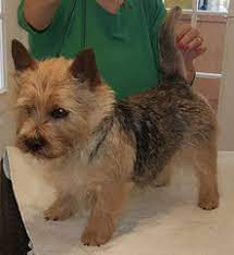 With a friendly personality, norwich terriers are today mostly a companion dog breed. Welpen Puppies Von Den Zwei Eichen Wild Devils