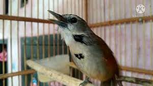 Pikat dan masteran burung kicaubang yoga. Suwara Burung Tepus Pipi Perak Mp3 Storymusik