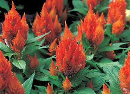 Celosia Seeds Castle Orange Untreated Seeds Also Called Cockscomb Sun Loving Plant Sun Loving Plants Celosia Flower Plants