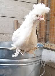 Physiotherapy treatment for wry neck. Preventing And Treating Wry Neck In Chicks And Ducklings Fresh Eggs Daily