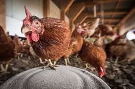 Tipe medium umumnya bertelur dengan warna kerabang cokelat sedangkan. 5 Langkah Persiapan Kandang Ayam Petelur Fachrul Hidayat