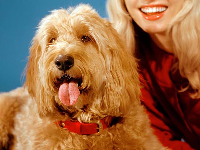 How Doodles Became the Dog du Jour | The New Yorker