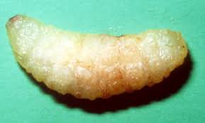 Image result for cuterebriasis in dogs