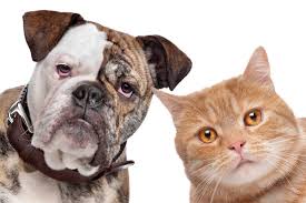 Parvovirus is a scary, deadly illness in dogs, especially puppies. Are Our Cats Spreading Canine Parvovirus Petsci