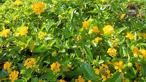We always go to wayside for our plants. The Best Heat And Drought Resistant Flowers For Your Garden Dengarden