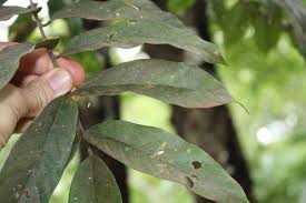 Image result for Anacardiaceae