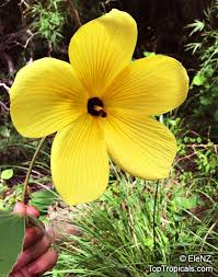 Image result for Hibiscus pusillus