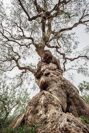 Ancient Olive Tree In Salento Olive Trees Can Live Centuries Some Of Puglia Olive Trees Magical Tree Tree Photography Weird Trees