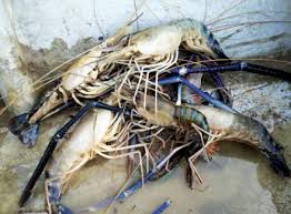 Seafood menjadi makanan favorit bagi sebagian besar masyarakat. Persyaratan Lingkungan Untuk Budidaya Udang Galah