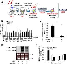 The hepatitis b virus (hbv) is transmitted through blood and infected bodily fluids. Rna Exosome Complex Regulates Stability Of The Hepatitis B Virus X Mrna Transcript In A Non Stop Mediated Nsd Rna Quality Control Mechanism Journal Of Biological Chemistry