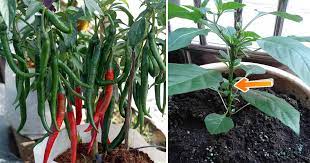 Anak pokok sesuai dialihkan ke dalam bekas tanaman kekal atau pasu apabila setelah berusia 2 minggu atau paling tidak anak pokok telah mengeluarkan 4 helai daun matang. Kalau Tanam Pokok Cili Pastikan Buang Tunas Air Supaya Cili Lebat Subur Vanilla Kismis