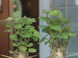 The sweet potato is part of the morning glory family. How To Grow Sweet Potato Plants Diy