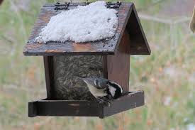 Les Conseils De La Lpo Pour Nourrir Les Oiseaux L Hiver Lpo Auvergne Rhone Alpes Delegation Drome