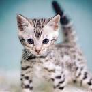 Breeders of Bengal Cats | Kitten for Sales | Rising Sun Farm