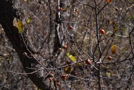 Image result for Grewia holtzii